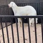 (تم البيع) مشروع فحل