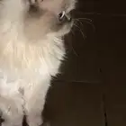 بسه تبني