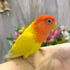 روز اليف