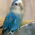 روز اليف
