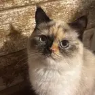 قطه تبني