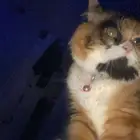 خميس مشيط