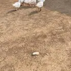 وز للبيع