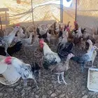 دجاج بياض