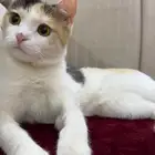 قط للتبني