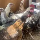 دجاج بشاير ع وشك الإنتاج