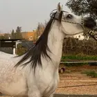 فرس مع مهرتها