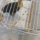 بطه اليفه