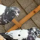عشة حمام للبيع