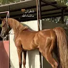 حصان شعبي ملكي لي البيع