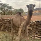 قعود