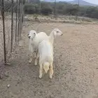 خاروفين للبيع ماشاء الله تبارك الله