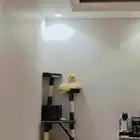 قط للتجاوز