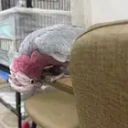 كوكاتو قالا اليف
