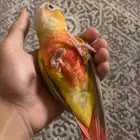 ببغاء كنيور صن شيك للبيع