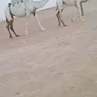 عشراء