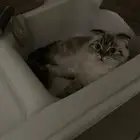 انثى سكوتش للتزاوج