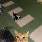 كلب شيزو لتبني