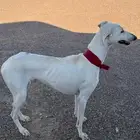 سلقه صيد ضايعه اللي يحصلها له مكافئه ماليه