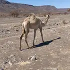 بكره مفروده للبيع
