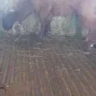 تيوس للبيع