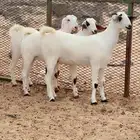 جفار بيشي كحل وبرص