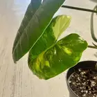 نباتات داخلية فيلوديندرون بيرل ماركس