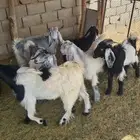 تيوس للبيع