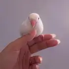روز عمر شهرين معتمد على نفسه