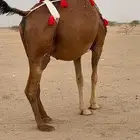 ملاقي حمرا دم دهما