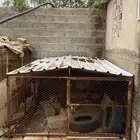 شبك دجاج 3 في 2
