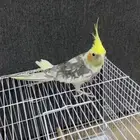 بغبغاء كروان ذكر للبيع