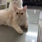 قطط بعمر 8 شهور شيرازية للبيع المستعجل