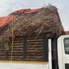 دنه مشوار القنفذه