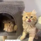 متبقي 3قطط اعمارهم شهرين ونص
