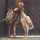 للبيع ديك و دجاج شامو فاخررر