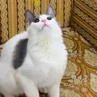 تبني قط شيرازي عمره 5 شهور