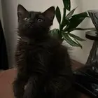 قطه كتن