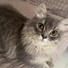 قطة كتن عمرها 4 شهور