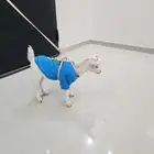 للبيع ماعز قزمي