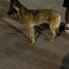أثنى مالينو مكس سيبل البيع سمح