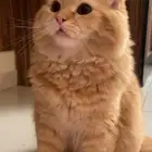 قط للتبني