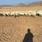 طليان للبيع وغنم مراح