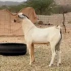 تيس جذع فحل اعفر بيشي صنف