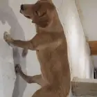 انثى جولدن