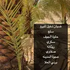 فسايل نخل