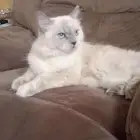 قطه انثى هملايا