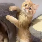 3قطط اعمارهم شهرين ونص للبيع