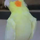 انثى كروان منتجه اليفه حمامة