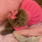 قطه للبيع بالخرج
